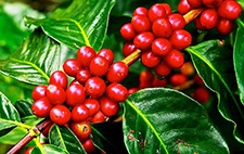 Kerala Tours Operators 3