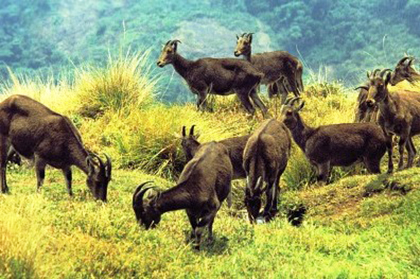 Glimpses of Kerala Tour Image