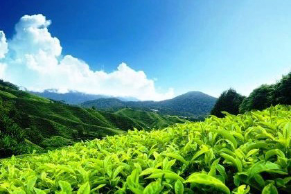 Magical Hills of Kerala Image